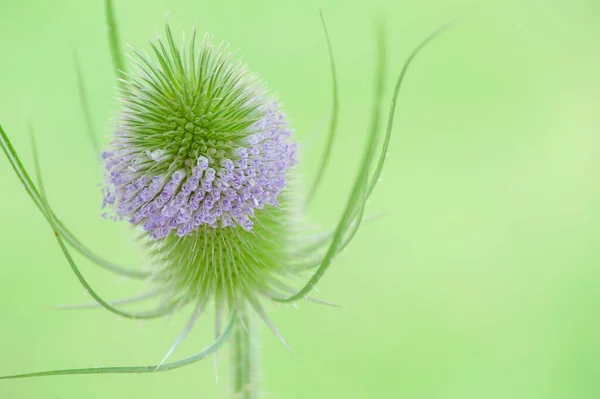 Flor Una Cucharilla Salvaje Sobre Fondo Borroso Verde — Foto de Stock