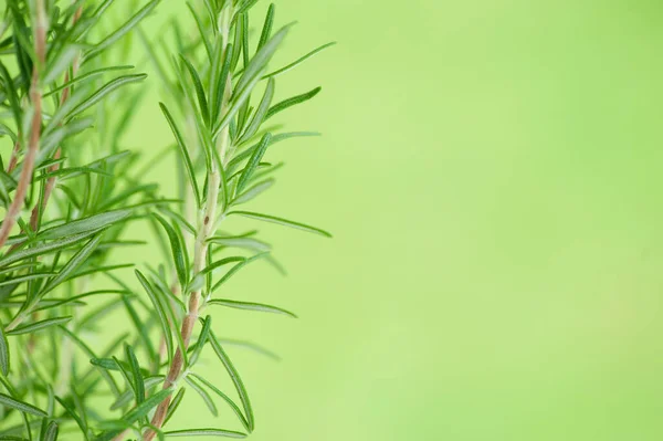 Rosemary Plant Growing Garden Rosmarinus Officinalis Copy Space — Stock Photo, Image