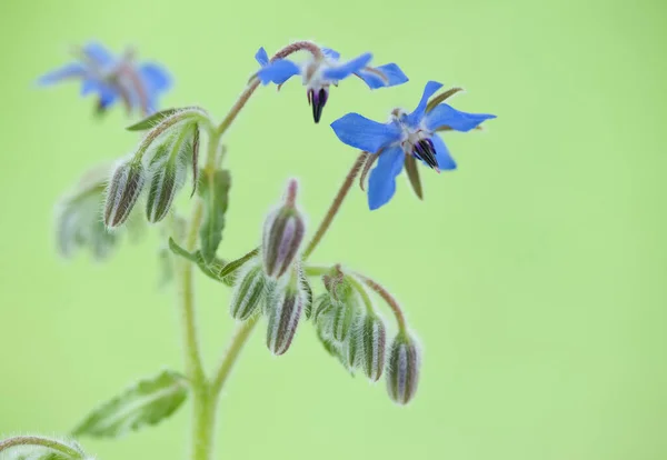 Yeşil bulanık arkaplan üzerindeki Borage çiçeği, kopyalama alanı.