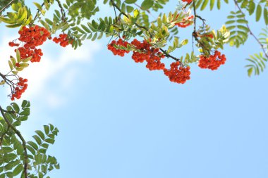 Turuncu üvez meyveleri ağaç.