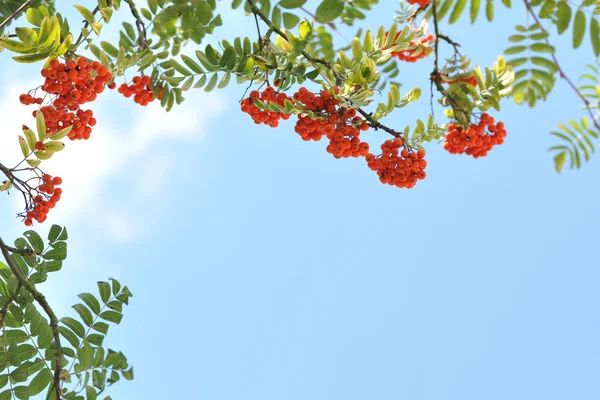 Orange rowan berries on a tree. — Stock Photo, Image