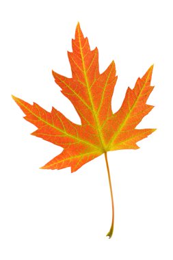 Gümüş akçaağaç, acer saccharinum portakal yaprağı.