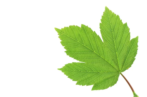 Leaf  of sycamore maple. Closeup on white. — Stock Photo, Image