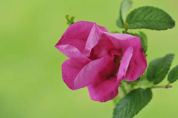 Çiçek vahşi rose hips, gül nutkana