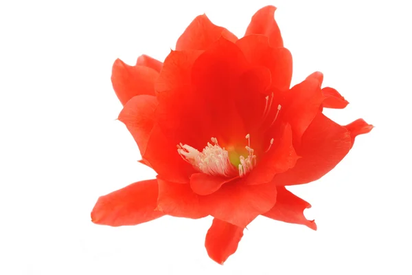 Kırmızı çiçek Epiphyllum kaktüs. Disocactus ackermannii. Orkide kaktüs.