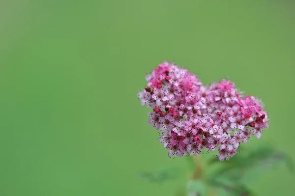 Flowers of Japanese spirea — Stock Photo, Image