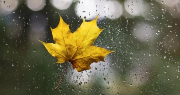 Gotas de chuva e uma folha de bordo caída na janela. Solte a chuva em um copo de janela com fundo de árvore de borrão. Aconchegante chuva queda. — Vídeo de Stock