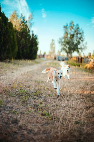 Perro Mirada Divertida Corre Juega Hierba Saltar Aire Campo Cielo —  Fotos de Stock