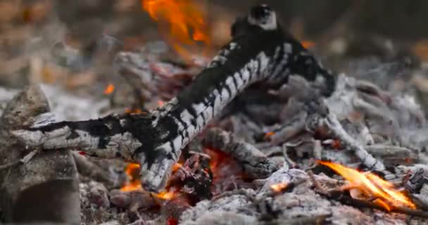 Hoguera ardiente de ramas secas en el bosque — Vídeo de stock