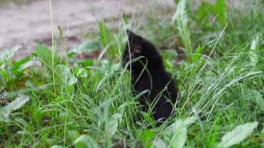 Tapılası siyah kedi yavrusu taze çimenlerde oturuyor ve etrafına bakıyor.