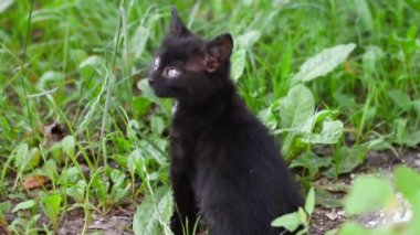 Kirli siyah kedi yavrusu taze çimenlerde oturuyor ve etrafına bakıyor. Mavi gözlü siyah bir kedi yavrusu.