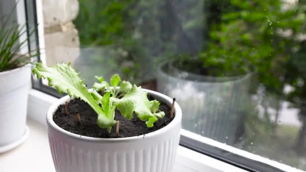 Hojas verdes de plantas y lluvia fuera de la ventana. Lluvia en la ventana. — Vídeos de Stock