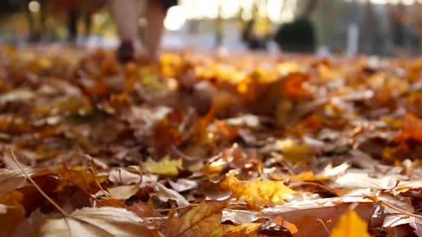 Mulher caminhando através de folhas de outono no parque em um dia ensolarado — Vídeo de Stock