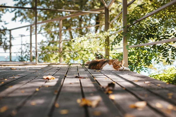 Bolyhos cica pihen egy fából készült verandán nyáron fénymásoló hellyel. Pihenési és relaxációs koncepció — Stock Fotó