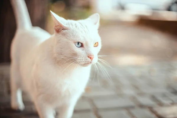 Beautiful White Fluffy Wool Cat Different Color Eyes Street Angry — Stock Photo, Image