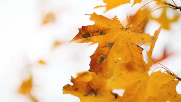 Otoño de arce amarillo dorado hojas balanceándose sobre un árbol en el parque de otoño, cámara lenta — Vídeos de Stock