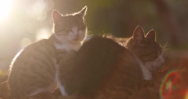 Şirin kediler güneşte güneşleniyor. Uzun bıyıklı kahverengi bir tekir kedi parkta düşen yaprakların üzerinde oturur. Parkta güneş ışığı — Stok video