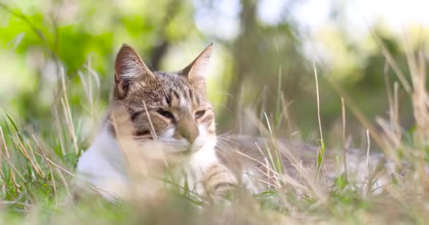 Gato doméstico relajante mirada sobre hierba verde — Vídeos de Stock