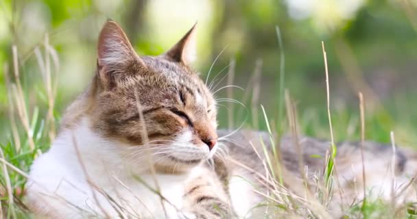 Portret kota pręgowanego odpoczywającego na zielonej trawie w ogrodzie — Wideo stockowe
