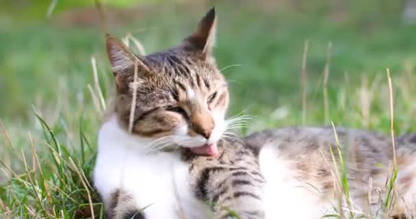 야외에 앉아 머리를 핥고 정원에 있는 푸른 풀 위에 누워 있는 탁트인 회색 고양이의 모습 — 비디오
