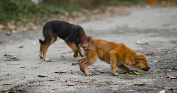 かわいい遊び心のある茶色の犬やペットが遊んでいて、通りで地面を見ています。若い犬がポーズをとって. — ストック動画