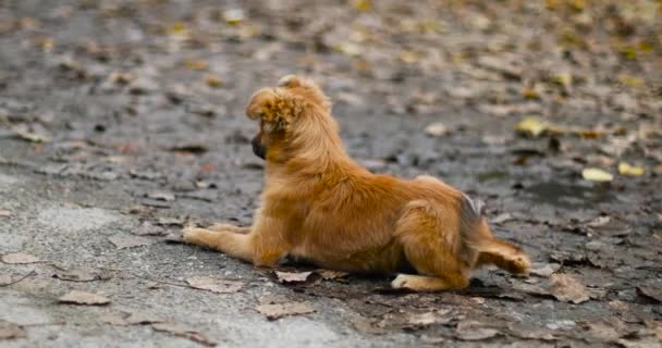 Gelukkig gember pup ligt op het asfalt en kijkt aandachtig naar de zijkant van de straat. Leuke hond die buiten speelt in een openbaar park — Stockvideo