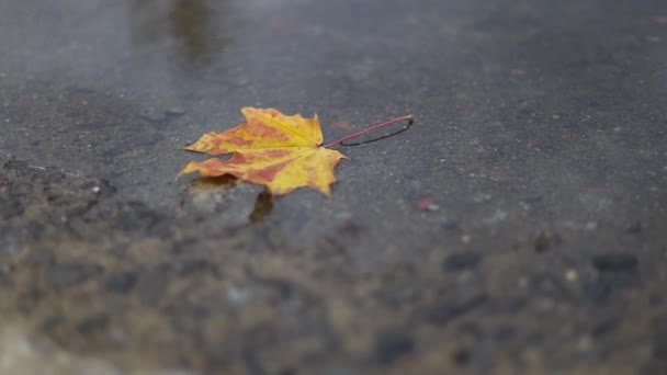 雨の日、秋の気分、選択的な焦点の水たまりに黄色の落ちたカエデの葉. — ストック動画