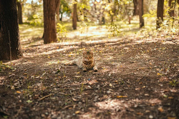 Gato Doméstico Assustado Fundo Grama Verde Floresta Dia Verão Ensolarado — Fotografia de Stock
