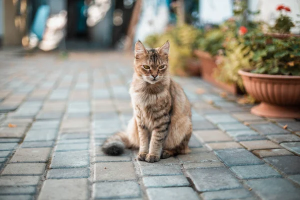 Mooie Gestreepte Pluizige Kat Met Groene Ogen Zit Veranda Bij — Stockfoto