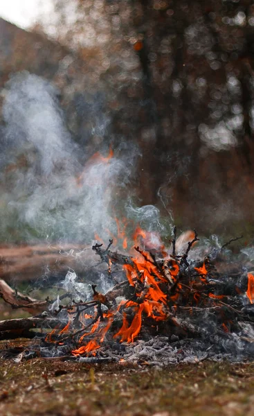 Fire coal forest. Bonfire in spring forest — Stock Photo, Image