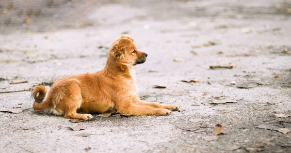 Bonito filhote de cachorro vermelho coloca no asfalto na rua e olha cuidadosamente de lado — Fotografia de Stock