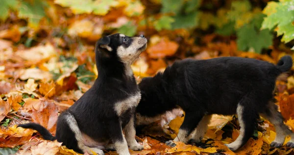 Carino cani bastardi sedersi su foglie gialle cadute nel parco autunnale — Foto Stock