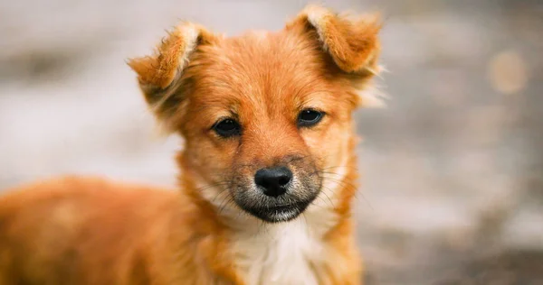 Nahaufnahme eines niedlichen roten Hundes, der in die Kamera schaut — Stockfoto