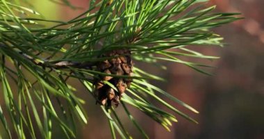 Ağaç dalları üzerinde olgun çam kozalakları. Noel ve kış konsepti.