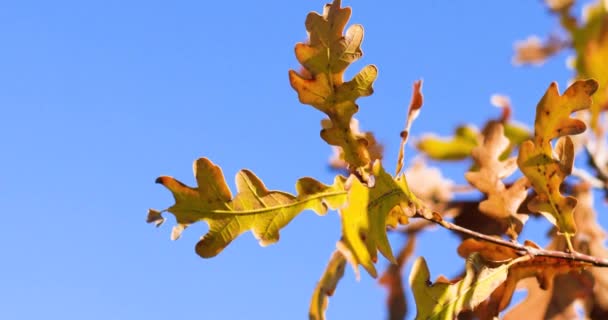 Bello autunno oro marrone quercia foglie ramo su sfondo cielo blu. Paesaggio naturale — Video Stock