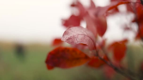 Gros plan des feuilles rouges sur l'air avec un fond bokeh coloré — Video