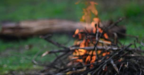 Θολή φόντο βίντεο από ένα φλεγόμενο πικνίκ κάμπινγκ στο δάσος. Προσθέτουμε κι άλλα ξύλα στη φωτιά. Σχέδιο ταξιδιού και διακοπών. Τόπος για το κείμενο ή το διαφημιστικό σας banner — Αρχείο Βίντεο