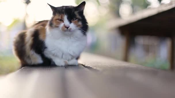 Ausgewachsene Trikolore-Katze mit grünen Augen sitzt auf einer Holzbank und blickt in die Kamera — Stockvideo