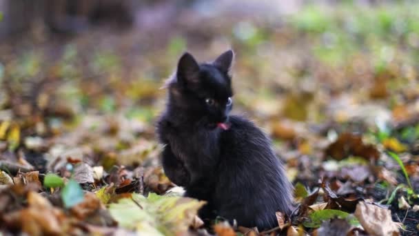 Tabby kot spoczywa lizanie łapa siedzi na ziemi w ogrodzie i patrząc w aparat — Wideo stockowe