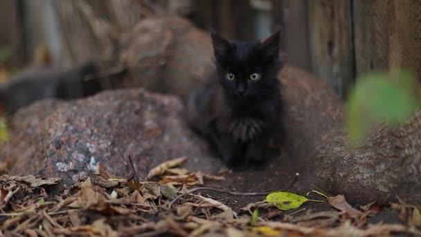 Svart kattunge sitter på marken i trädgården och tittar på kameran — Stockvideo