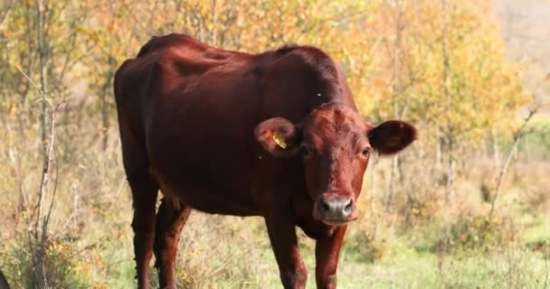 Belle vache brune mignonne broute dans la prairie. L'animal regarde de près la caméra. Élevage bovins — Video