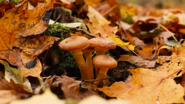 Armillaria mellea. Los agáricos de miel marrón amontonan setas en el bosque. Hojas caídas de otoño en la estación fría. — Vídeos de Stock