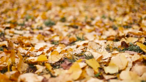 Herfstblad herfstseizoen. Gele en oranje esdoorn bladeren tapijt in het stadspark. Vrouwelijke voeten in zwarte laarzen lopen door een steegje in het bos — Stockvideo