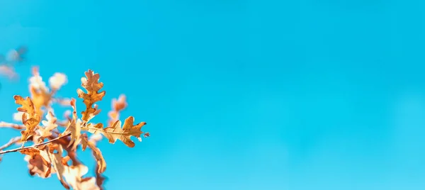 Schöne Herbstlandschaft Mit Buntem Laub Blauen Himmel Bunter Hintergrund Fallkulisse — Stockfoto