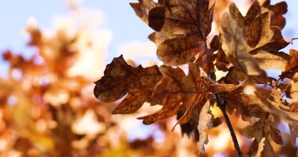 Bello autunno oro marrone foglie di quercia rami fiorisce in autunno su sfondo cielo blu. Paesaggio naturale — Video Stock