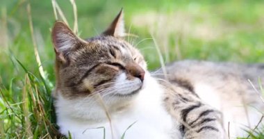 Yetişkin bir tekir kedi bahçedeki ya da parktaki taze yeşil çimenlere uzanır ve dinlenmenin tadını çıkarır. Dışarısı güneşli.