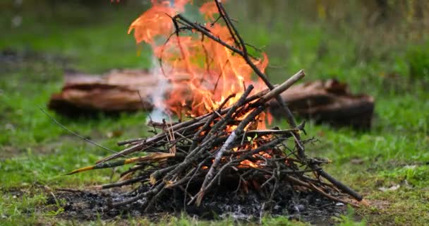 Ormanda yanan kamp ateşi. Doğal ahşap kütük arka planda yerde yatar. Seyahat ve tatil kavramı — Stok video
