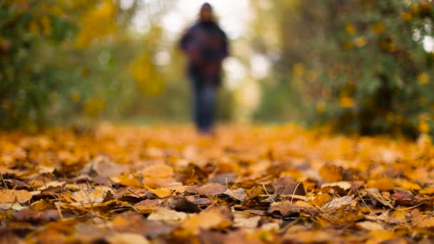 Kvinden rejser ture med en rygsæk i parken. Efterårssæsonen natur på baggrund. Selektiv fokus. Golden efterår i en park – Stock-video