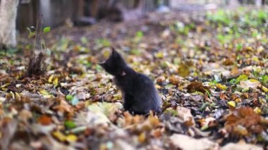 Sevimli siyah kedi yavrusu bahçede yerde patisini yalıyor ve kameraya bakıyor. Kediler parktaki düşen sonbahar yapraklarına oturur.