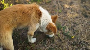 Tatlı kızıl beyaz köpek parktaki çimenleri kokluyor ya da yazın bahçeyi, köpek sokakta yürüyor.